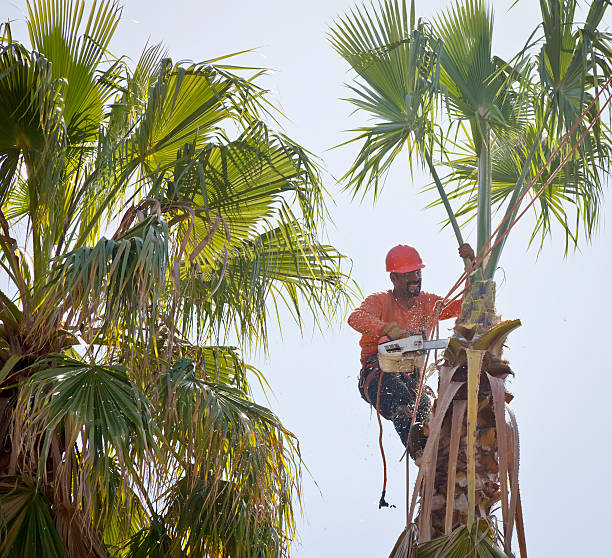 Reliable Morrisville, PA Tree Service Solutions